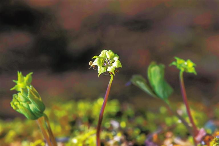 【中首 陕西 图】秦岭陕西段 为啥珍稀野生动植物频频“亮相”?