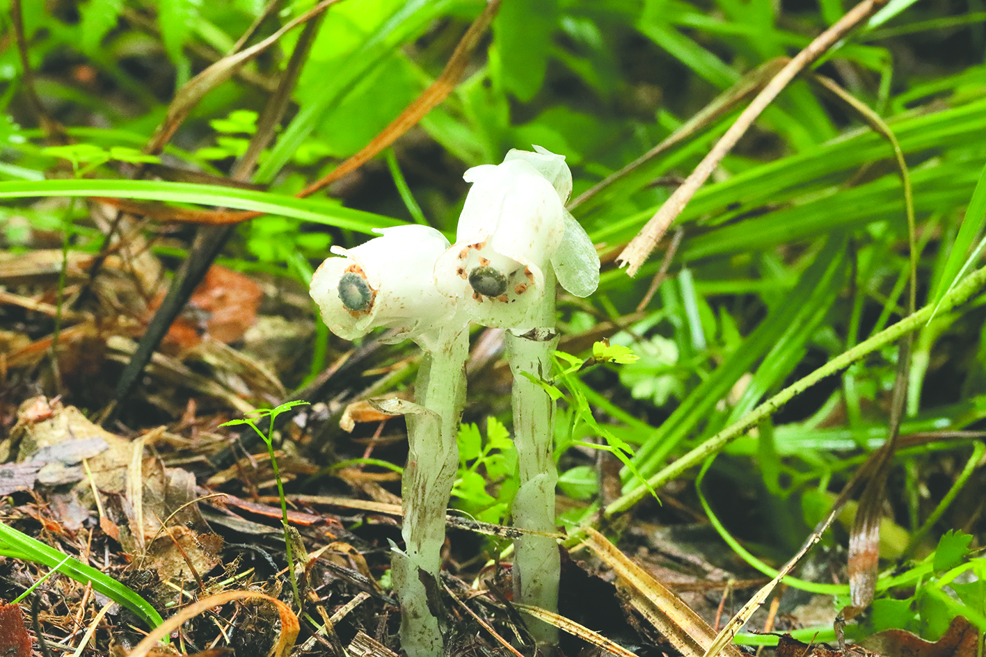 长白山地区发现珍稀植物球果假水晶兰