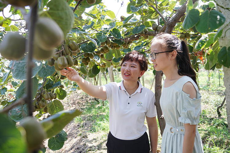 眉山彭山：大学老师返乡创业 带领乡亲走向“致富路”_fororder_向珊（左一）正在向游客介绍猕猴桃-供图-彭山区委宣传部