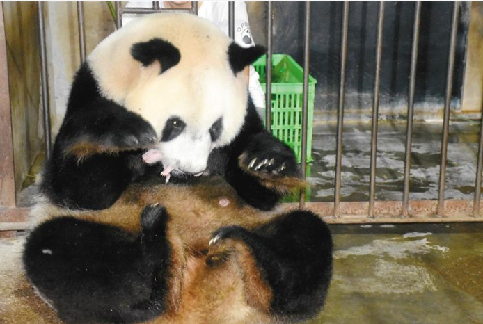 【中首 陕西  图】秦岭大熊猫“丫丫”诞下龙凤胎_fororder_QQ图片20210804085117