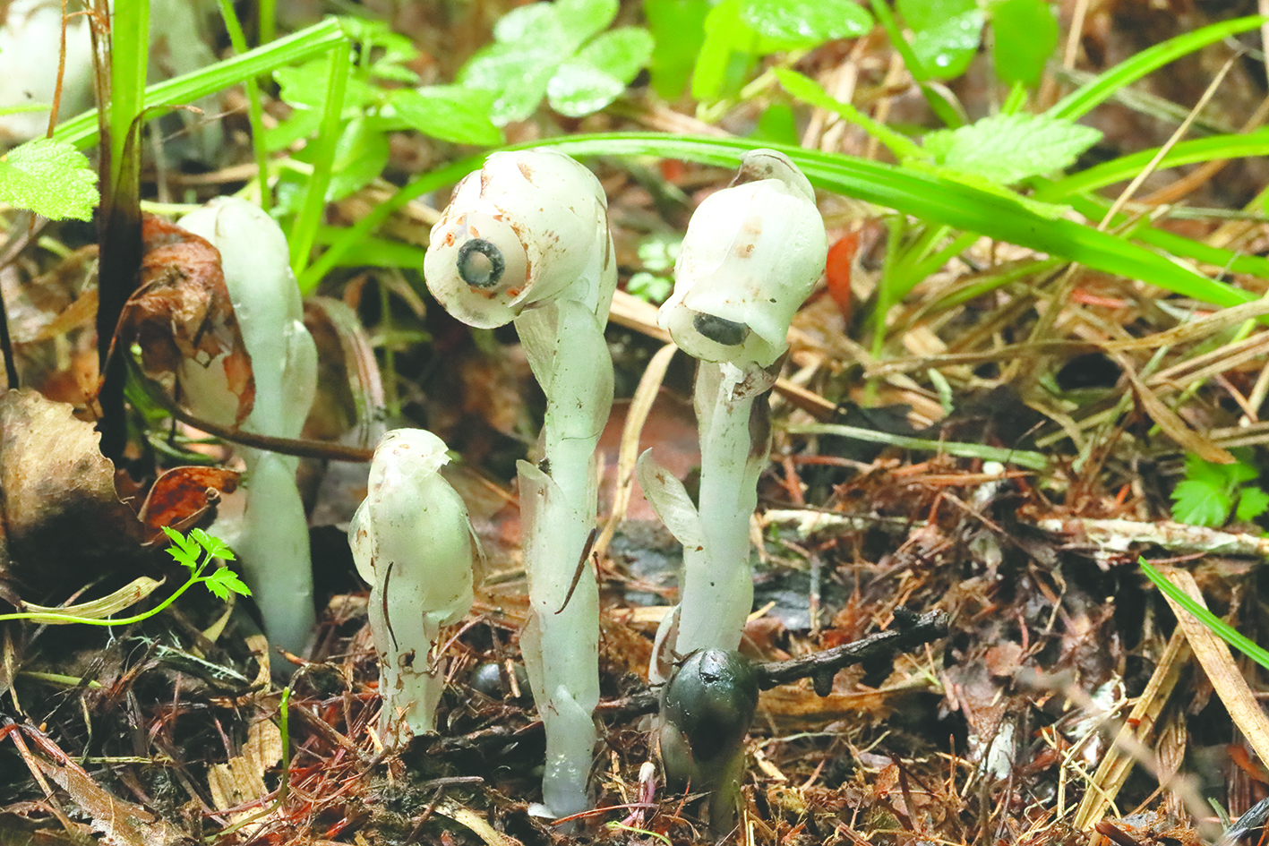 长白山地区发现珍稀植物球果假水晶兰