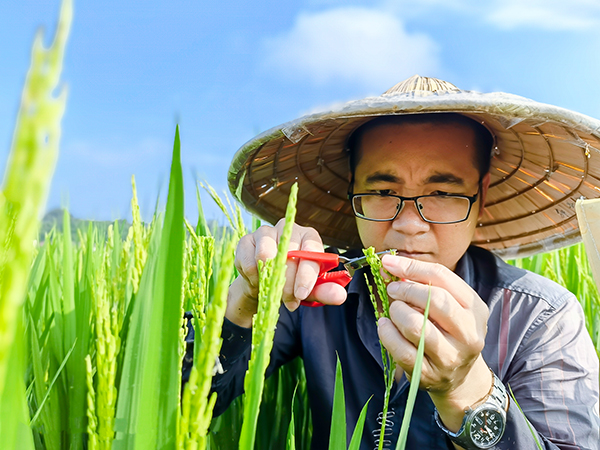 筑牢粮食安全屏障 自贡市农科院水稻科研团队硕果累累_fororder_6鄢圣敏工作现场（摄影-廖志全）