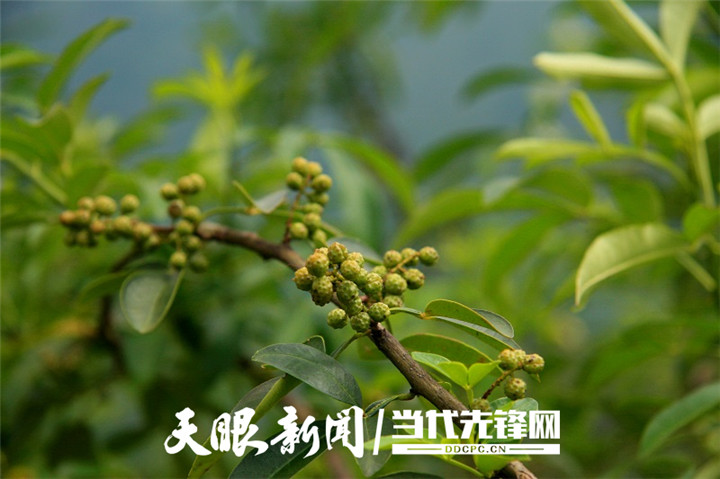（中首）畅游在多彩山地间 贵州推动乡村旅游与休闲农业深度融合