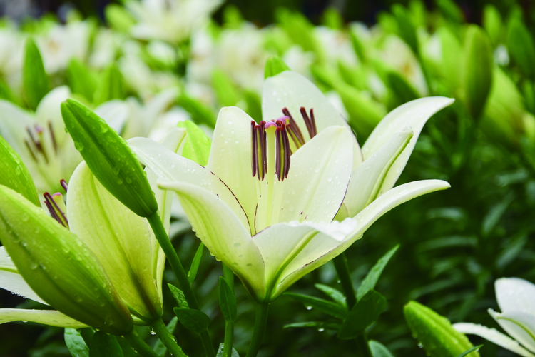 长春公园百合花绽放