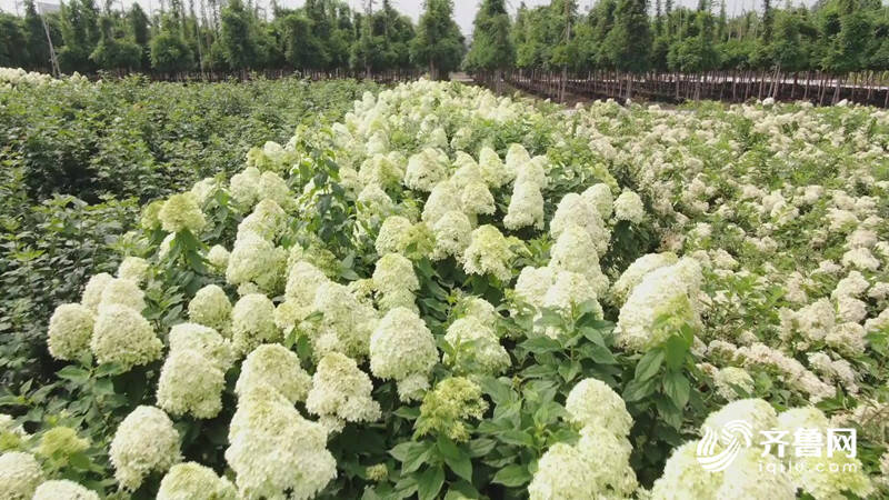 美不胜收！潍坊昌邑这里十万余株圆锥绣球花开正盛