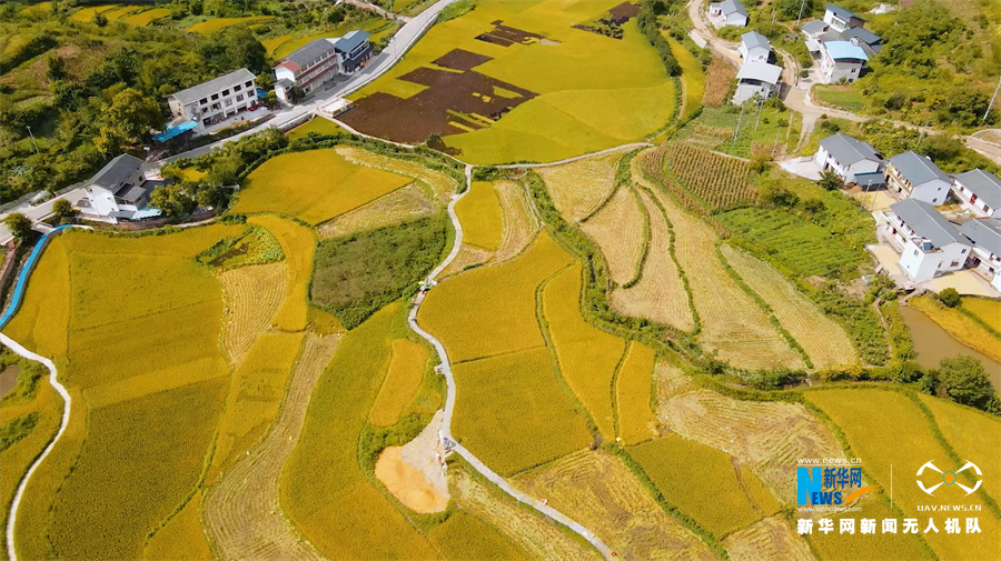 【城市远洋】重庆：金色“稻路”话丰年