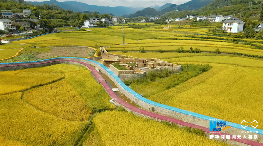 【城市远洋】重庆：金色“稻路”话丰年