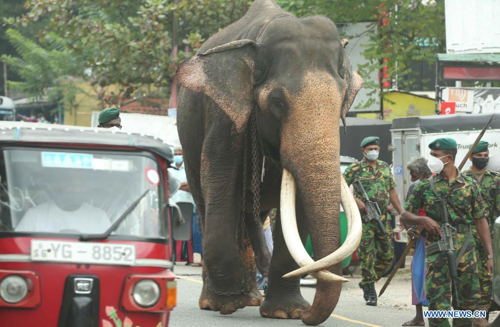 Royal Elephant Prepares to Take Part in Kandy Esala Perahera in Kandy, Sri Lanka
