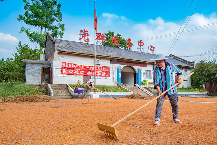 自贡沿滩：平安村高粱产业助推乡村振兴发展_fororder_1村民翻晒高粱（摄影-廖志全）