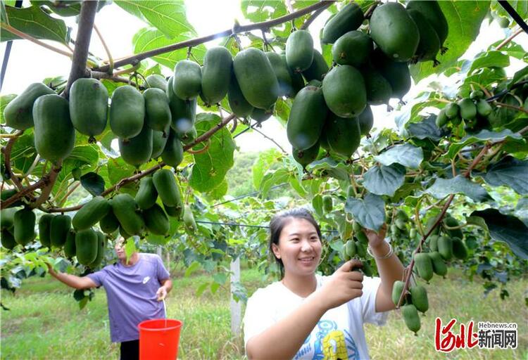 河北顺平：特色种植助农增收