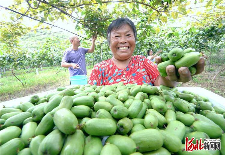 河北顺平：特色种植助农增收