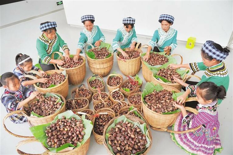 （中首）黔西南望谟：秋来板栗香四方_fororder_中首