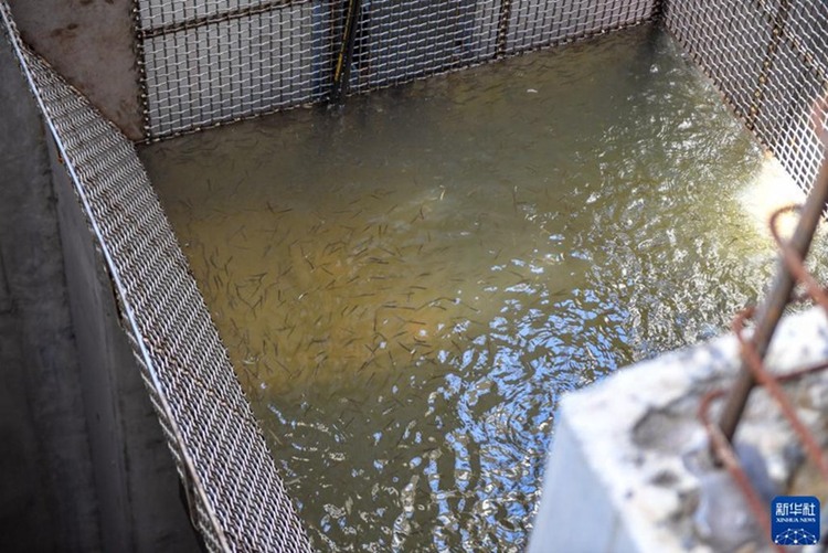 吉林丰满水电站鱼道启用 打通鱼类洄游通道