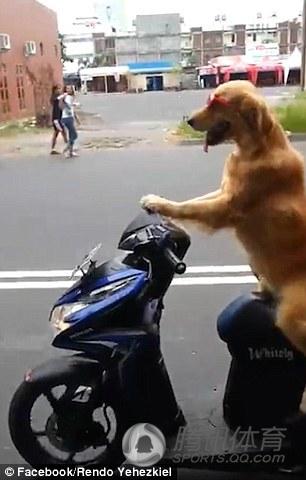 组图：最拉风摩托车手 金毛骑车带人你见过吗