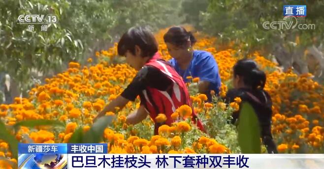 【丰收中国】新疆莎车巴旦木挂枝头 林下套种实现双丰收