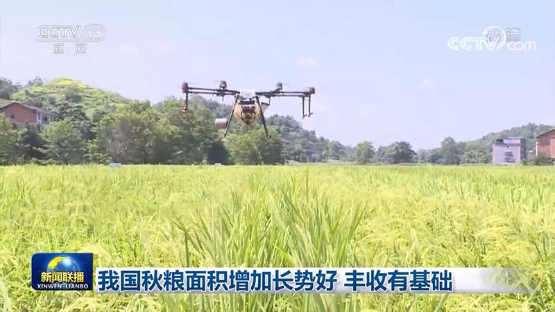 我国秋粮面积增加长势好 丰收有基础