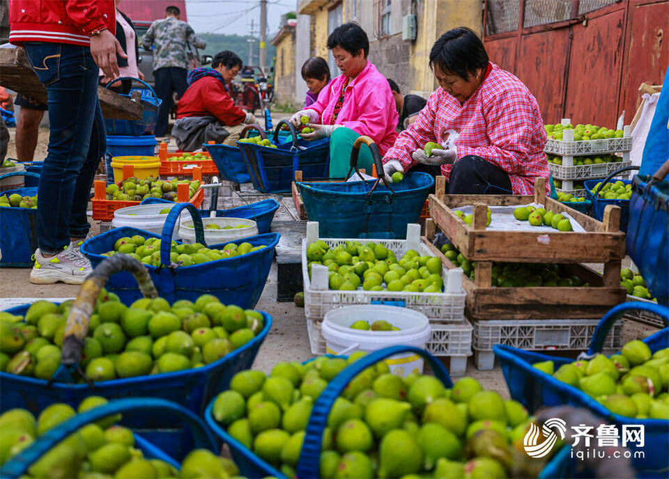 组图丨无花果秋果“甜蜜”上市