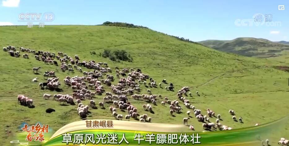 走进乡村看小康 | 甘肃岷县：草原风光迷人 牛羊膘肥体壮