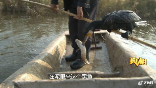 两百年老技艺鱼鹰捕鱼现身淄博_fororder_545e60686545e2ad058bfaacd516f819_iqilu_meitu_3