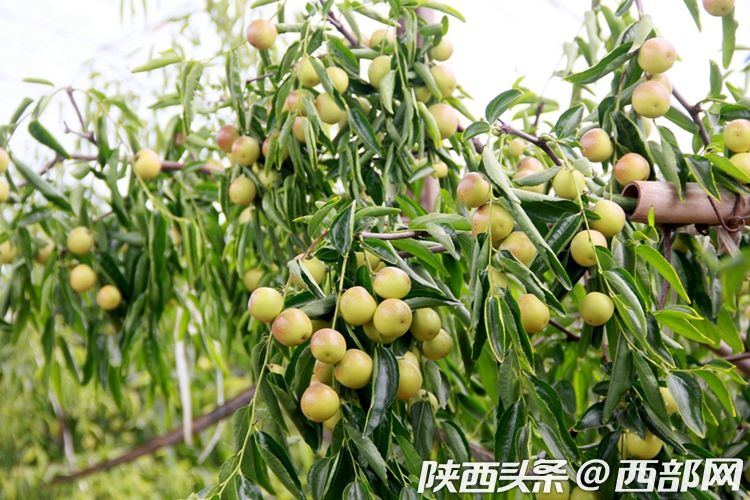 以销优产 阿里社区电商数字赋能大荔冬枣冷链直送全国社区_fororder_d6158c2593d33b65719344f2a8e67e29