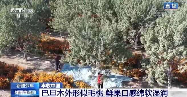 【丰收中国】新疆莎车巴旦木挂枝头 林下套种实现双丰收