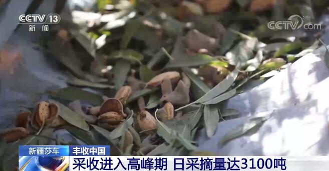 【丰收中国】新疆莎车巴旦木挂枝头 林下套种实现双丰收