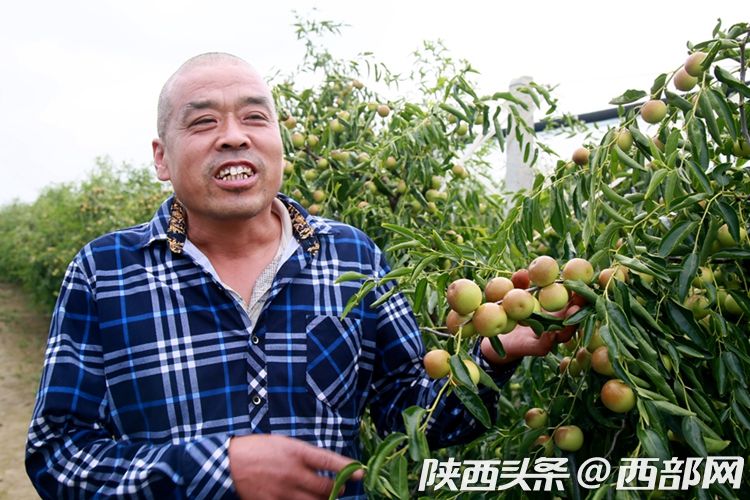 以销优产 阿里社区电商数字赋能大荔冬枣冷链直送全国社区_fororder_849e5b41fc2b28e61b06d6e9b0174748
