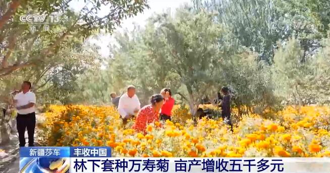 【丰收中国】新疆莎车巴旦木挂枝头 林下套种实现双丰收