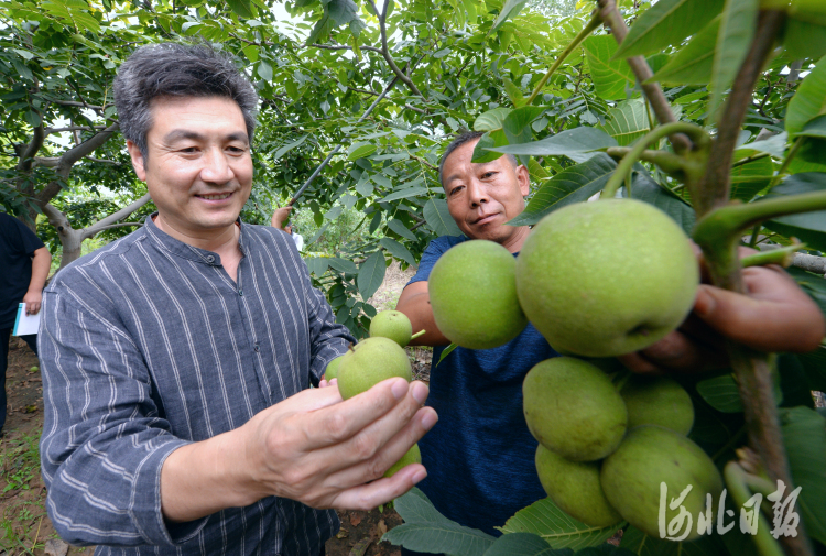 河北涞水：麻核桃产业助力乡村振兴