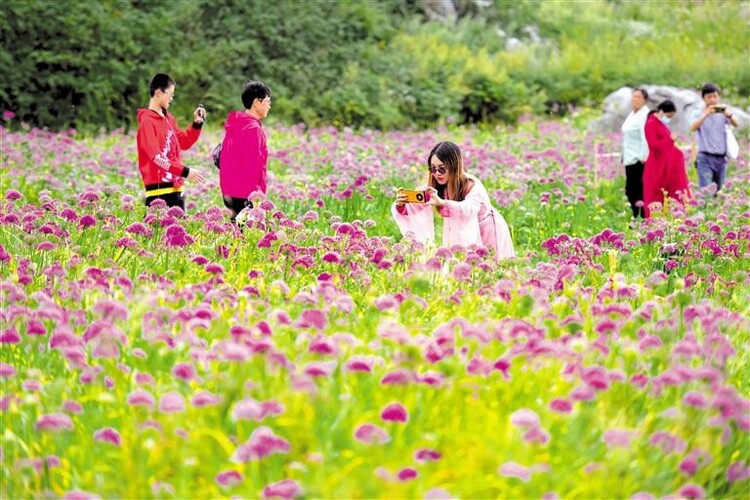 （中首）六盘水：韭菜花开醉游人_fororder_中首3