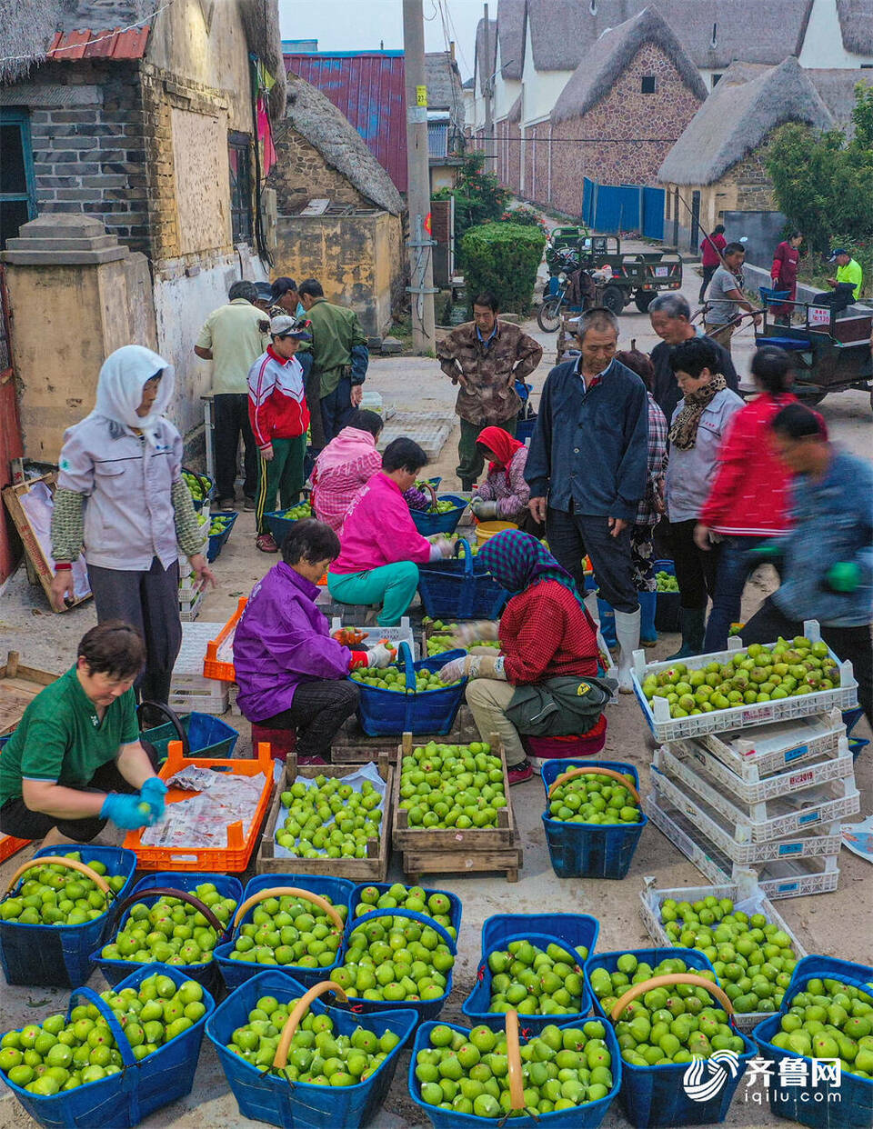 组图丨无花果秋果“甜蜜”上市
