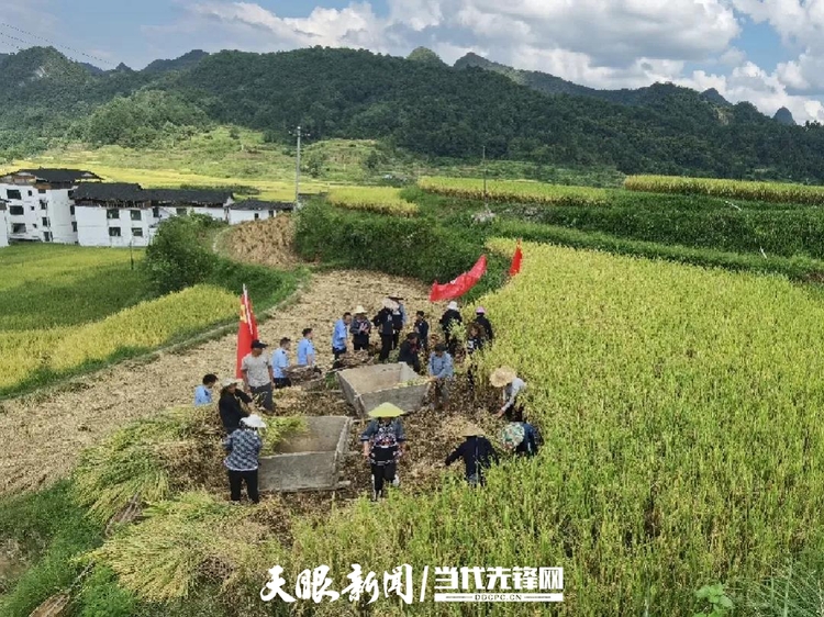 （中首）稻花香里说丰年 来黔南荔波赴一场丰收之旅