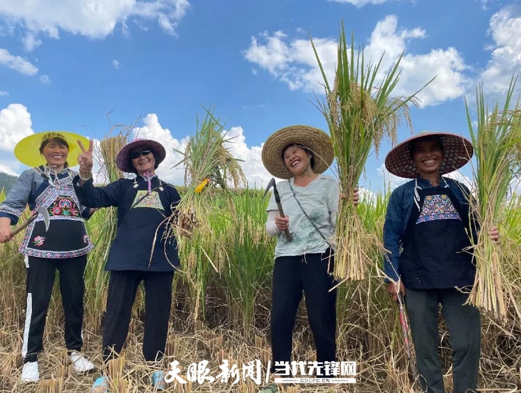 （中首）稻花香里说丰年 来黔南荔波赴一场丰收之旅