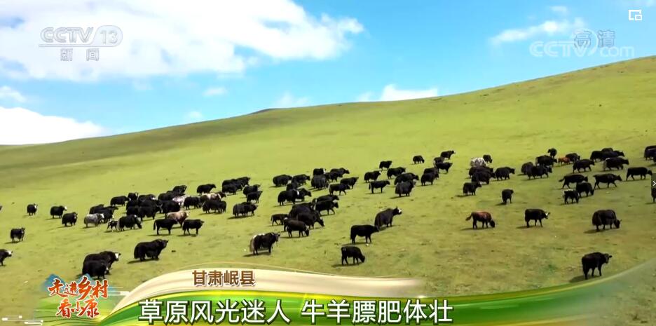 走进乡村看小康 | 甘肃岷县：草原风光迷人 牛羊膘肥体壮