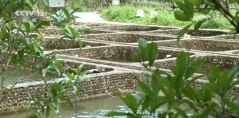 走进乡村看小康 | 安徽休宁：山泉流水养鱼 景秀味美民富