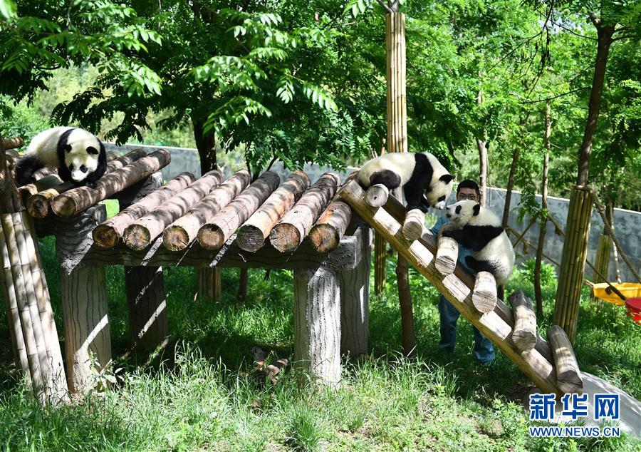 秦岭脚下的熊猫乐园