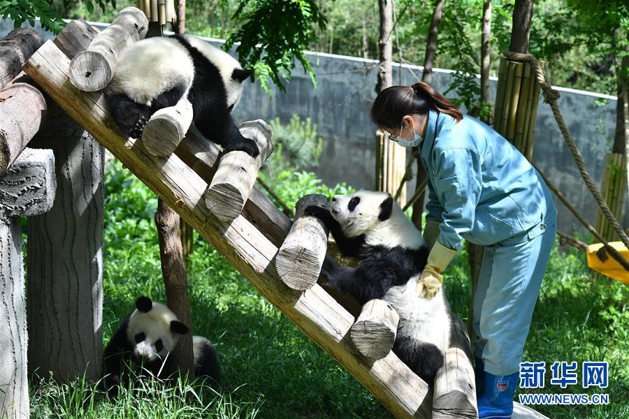 秦岭脚下的熊猫乐园
