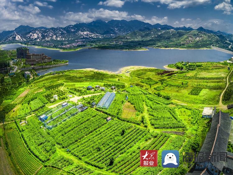 蒙山脚下新农人的梦想：让所有人吃上优质葡萄
