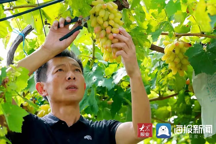 蒙山脚下新农人的梦想：让所有人吃上优质葡萄