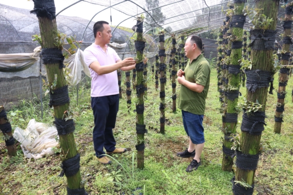 （转载）江油市战旗镇发展村集体经济 激活乡村振兴“一池春水”