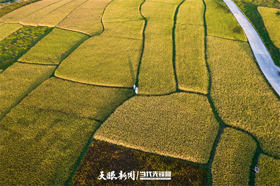 （中首）贵阳花溪：高坡稻田迎丰收 金黄一片秋意浓