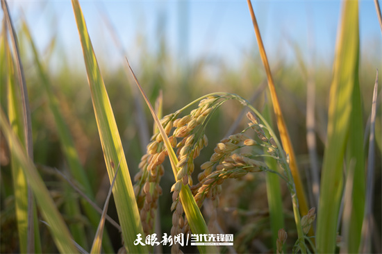（中首）贵阳花溪：高坡稻田迎丰收 金黄一片秋意浓