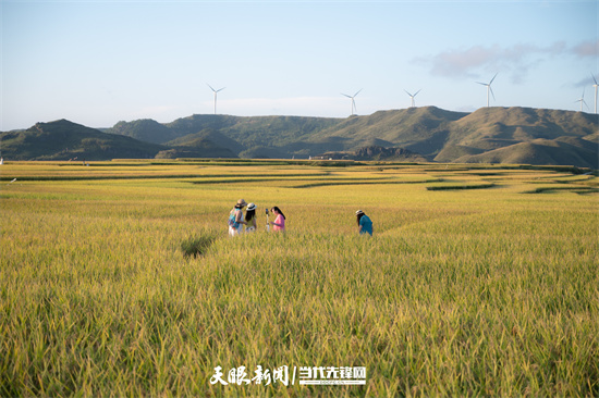 （中首）贵阳花溪：高坡稻田迎丰收 金黄一片秋意浓