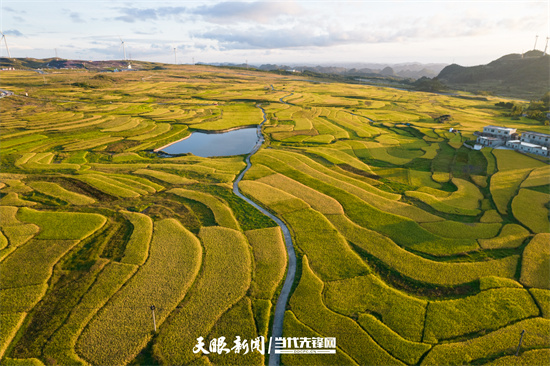 （中首）贵阳花溪：高坡稻田迎丰收 金黄一片秋意浓