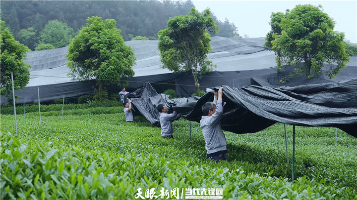 铜仁：梵净山茶 品牌价值31.16亿元