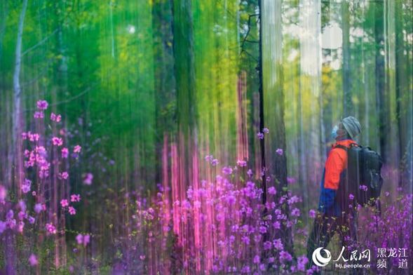 五月兴安杜鹃红