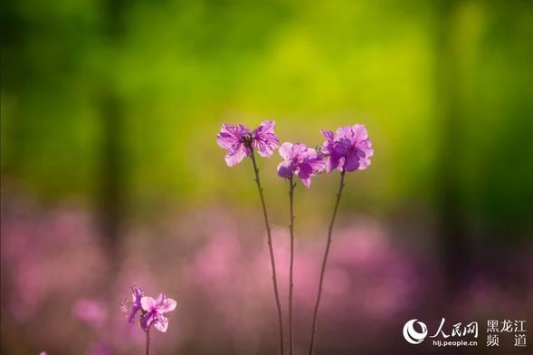五月兴安杜鹃红
