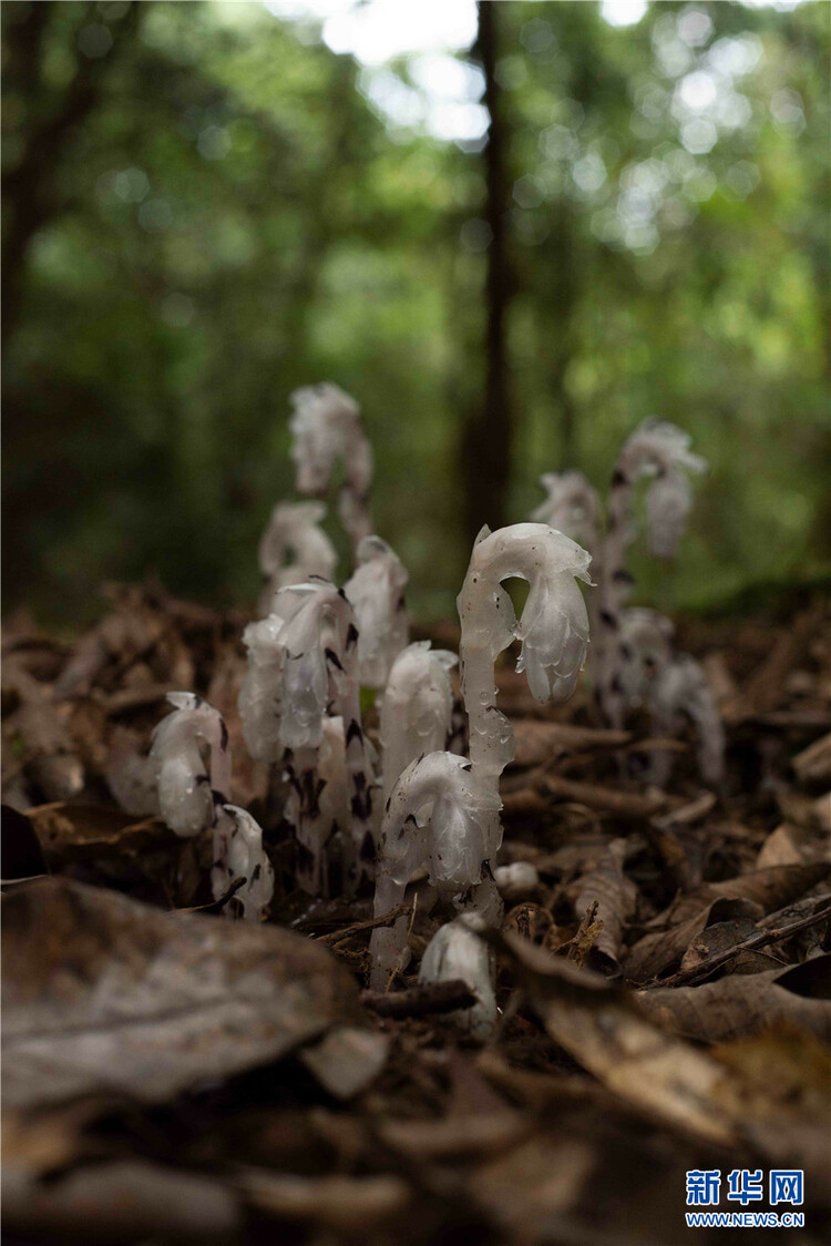 “枯叶里的精灵”水晶兰现身云南耿马