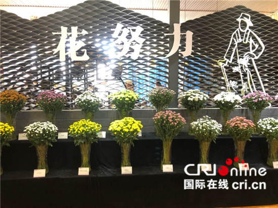 （生物多样性系列稿件）云南嵩明：小种苗 大舞台_fororder_虹花园艺有限公司陈列厅中各色各样的切花菊