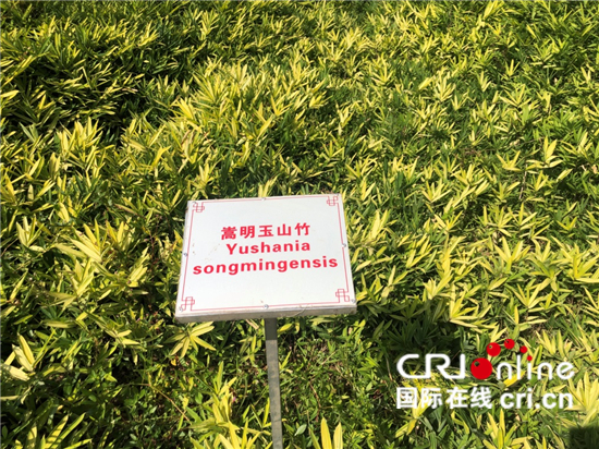（生物多样性系列稿件）云南嵩明：小种苗 大舞台_fororder_嵩明玉山竹